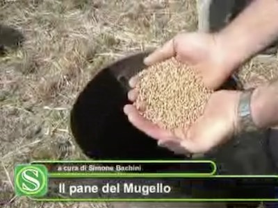 TG Toscana: speciale Il Pane del Mugello